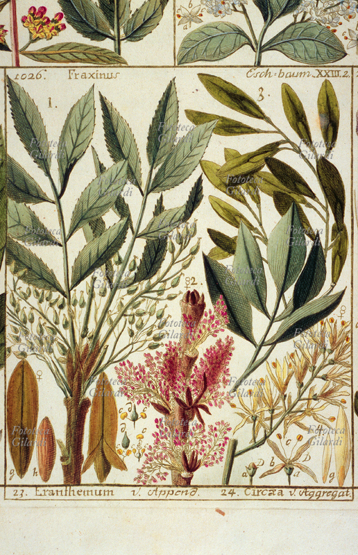 ERBARI Frassino (Fraxinus), ramo con le sezioni del fiore, frutto e seme; Classis II diandria, Monogynia, corollis regularm Sepiariae. Da: “Tabulae phytographicae” di Johannes Gessner (1709-1790) medico, botanico, matematico e naturalista svizzero; seguace e corrispondente di Linneo (1707-1778), fu tra i primi ad adottare i suoi metodi di classificazione. Le sue tavole fitografiche, minuziosamente compilate seguendone i criteri, furono pubblicate postume a cura di Christoph Salomon Schinz (1764-1847), Turici (Zurigo), Impensis Johannis Henrici Fuessli, filii, 1795