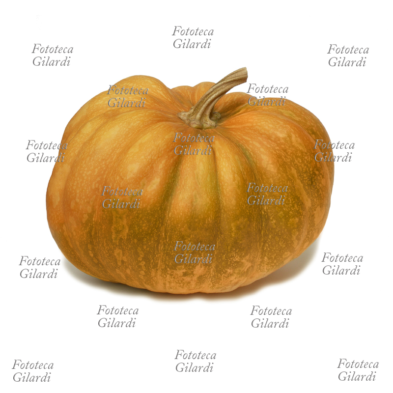 ZUCCA natura morta fotografica. Fotografia Elena Piccini, 2008