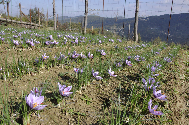 ZAFFERANO File di Crocus sativus in fioritura, pianta della famiglia delle Iridaceae; coltivazione biologica su appezzamento di terreno in Basso Piemonte (Monferrato). La graziosa pianta da bulbo è coltivata in Asia minore e in molti paesi del bacino del Mediterraneo tra i quali l\