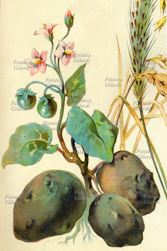 BOTANICA Pianta di patata. Dettaglio da una tavola raffigurante i prodotti della terra. Illustrazione da\