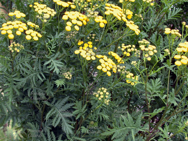 TANACETO Tanacetum Vulgare L., Tanaceto, famiglia delle Composite. Pianta erbacea perenne dall\