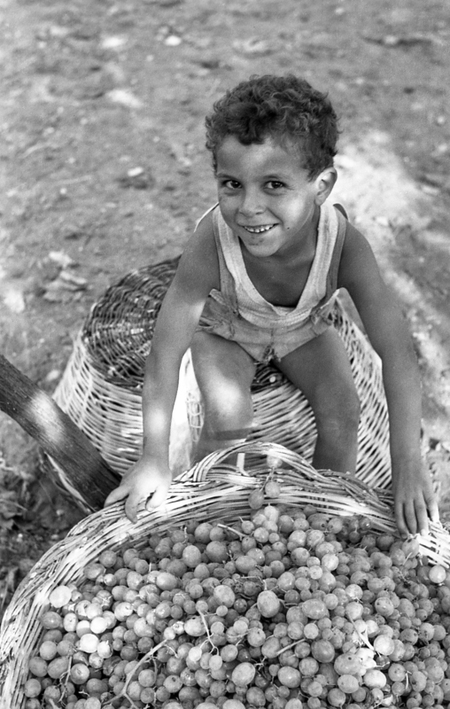 UVA AMARA IL FIGLIO DI UNA MONDINA UVA AMARA IL FIGLIO DI UNA MONDINA