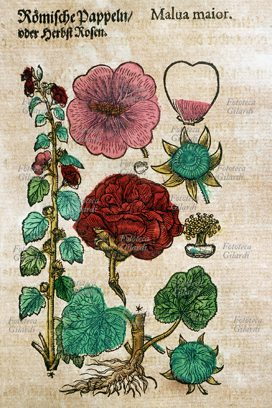 ERBARI Malva (Malva maior). Pianta intera sradicata, dettagli di petali, fiori, pistilli, semi, foglie. Da \