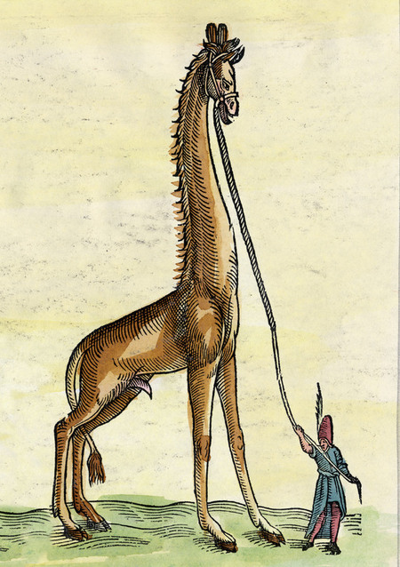 GIRAFFA DEL SULTANO DI TURCHIA BESTIARIO 1551 GIRAFFA DEL SULTANO DI TURCHIA BESTIARIO 1551