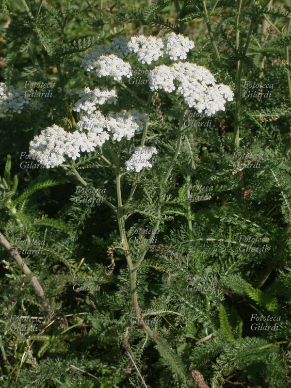 ACHILLEA MILLEFOLIUM achillea, millefoglio (Composite) Pianta dal fusto eretto, spigoloso, cavo, può essere alta fino a mezzo metro. Considerati a lungo sacri gli steli dell\