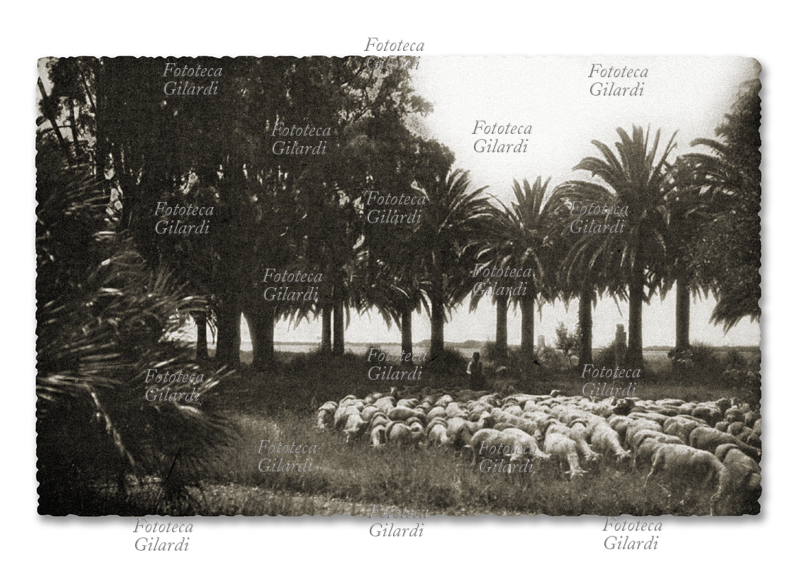 LAZIO Pastore con gregge nei pressi del lago di Fogliano, zona dell\