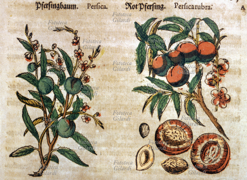 HERBARS Peach (Persica and Persica rubra). Flowering and fruit-laden branches. Section of the fruit and seed. From \
