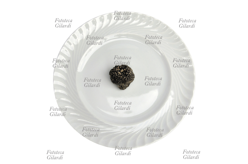 TARTUFO NERO ascomicete commestibile a forma di tubero, molto ricercato in gastronomia per il suo particolare aroma. raccolto in Piemonte, zona Langhe - Monferrato. Fotografia Patrizia Piccini 2010