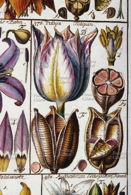 Herbaria Tulip (Tulipa) flower seeds and whole and sectioned. Classis VI, Hexandria, lilies esapetalo, pl. 24. From "Tabulae phytographicae" Johannes Gessner (1709-1790) doctor, botanist, mathematician and Swiss naturalist; follower and corresponding Linnaeus (1707-1778), was among the first to adopt his methods of classification. His fitografiche tables, carefully compiled by following the criteria, were published posthumously edited by Christoph Salomon Schinz (1764-1847), Turici (Zurich), Impensis Fuessli Johannis Henrici, filii, 1795