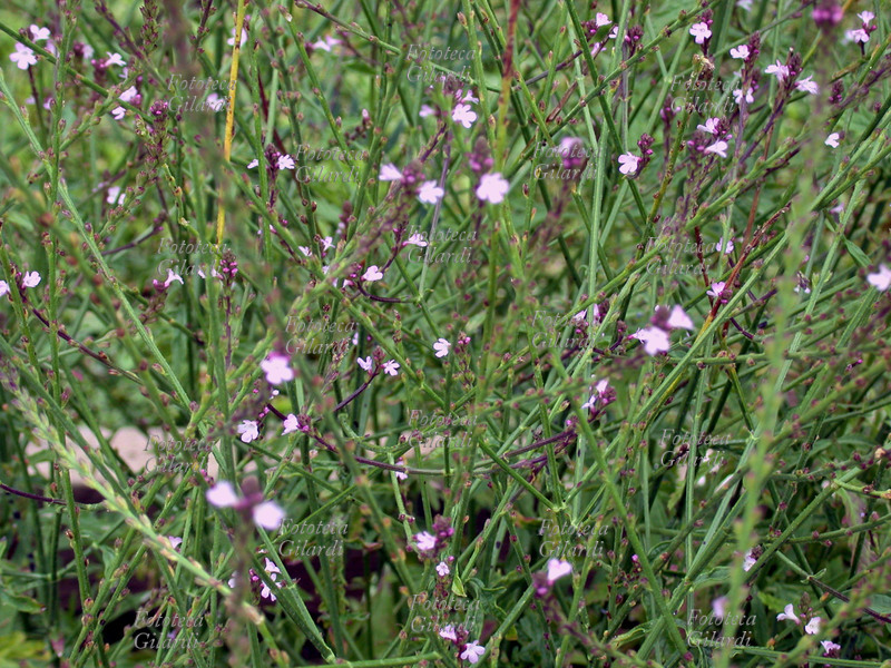 VERBENA Verbena officinalis L. famiglia delle Verbenaceae. Chiamata comunemente erba turca, barbegna, purecella, erba della milza, birbina, virminaca, crebena. Le proprietà riconosciute alle sommità fiorite della Verbena sono diverse: la tradizione popolare ne sfrutta il sapore amaro per stimolare l\