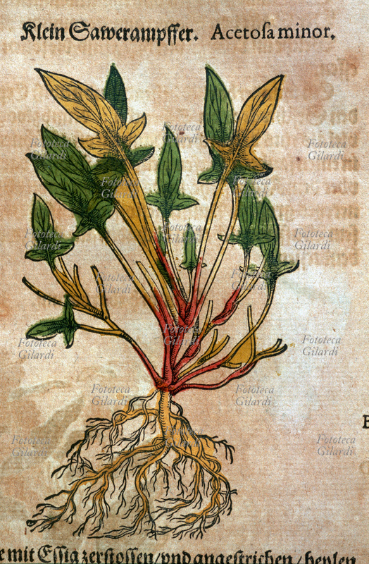 ERBARI Acetosa (Acetosa minor). Pianta intera sradicata. Da \