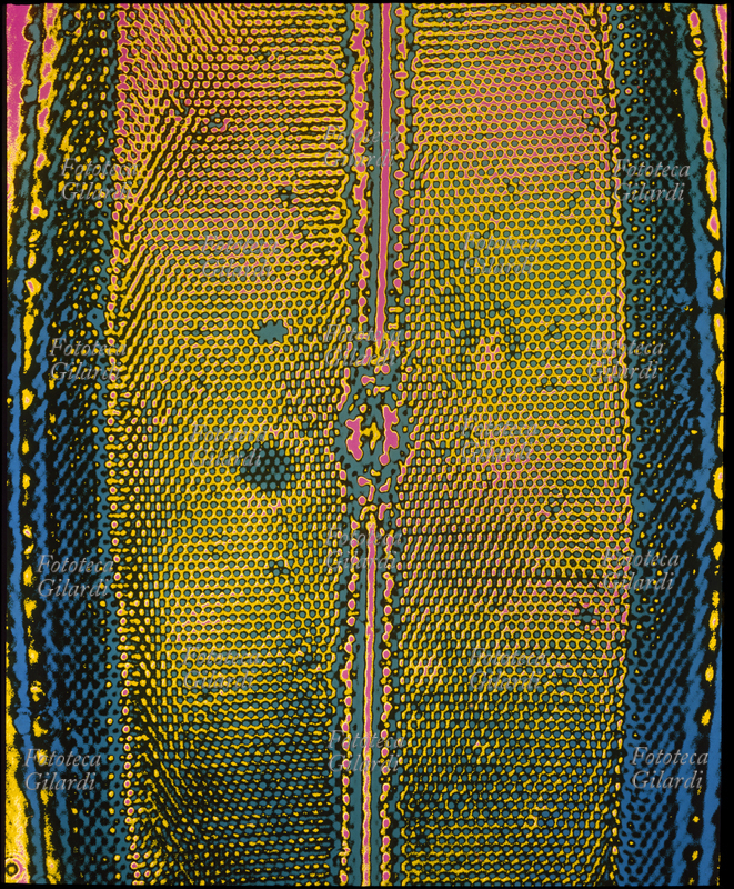 COLORI ARBITRARI elaborazione cromatica della microfotografia di una piuma. Toni di giallo, blu e magenta su fondo nero. Il sofisticato procedimento di colorazione creativa arbitraria è stato ideato da Ando Gilardi (1921 - 2012) #andogilardi negli anni Settanta, una tecnica foto-grafica di grande potenza espressiva e declinabilità, dai risultati definibili come precursori delle successive elaborazioni in digitale. Color G, Milano, 1975 circa. DISPONIBILE EXTRALARGE