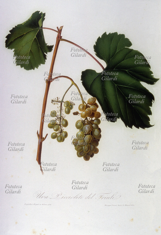 ERBARI Uva del Friuli o Piccolito (Uva Picciolito del Friuli). Illustrazione cromolitografica da: "Pomona italiana ossia trattato degli alberi fruttiferi", la prima e più importante opera iconografica della pomologia italiana, curata da Giorgio Gallesio (1772-1839). Edita in fascicoli a partire dal 1817 fino alla morte del curatore, era finanziata da un originale sistema associativo: i committenti, accuratamente selezionati, si impegnavano ad acquistare ciascun fascicolo, i cui proventi finanziavano la produzione del fascicolo successivo; solo così Gallesio potè sostenere i costi dell\