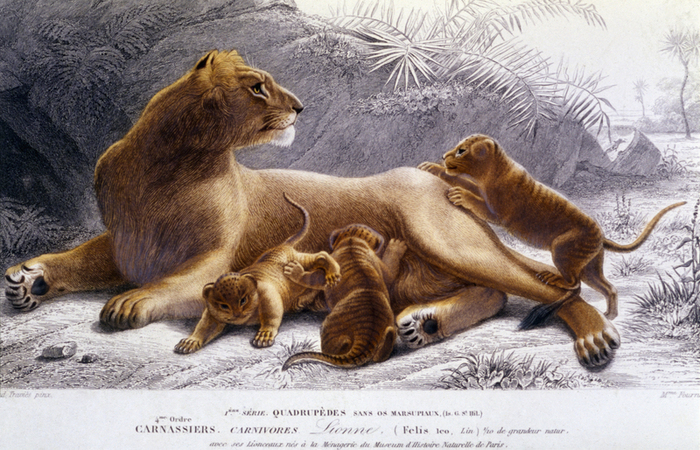 LEONESSA CON CUCCIOLI