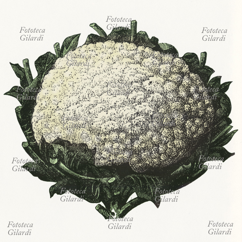 ALIMENTAZIONE cavolfiore, stampa XIX secolo.