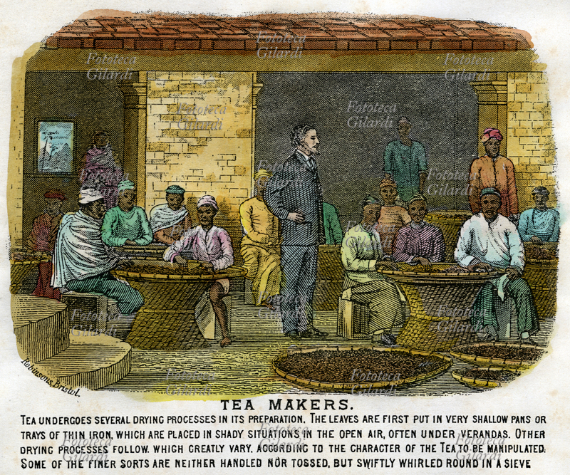 COLONIALISMO Il tè è sottoposto a numerosi processi di essiccazione durante la preparazione. Le foglie sono inizialmente poste in cesti o recipienti d\