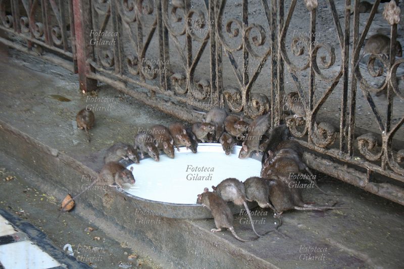 INDIA Tempio Karni Mata - Topi sacri si nutrono dalla ciotola di latte offerta loro quotidianamente dai fedeli al tempio induista, dedicato alla dea Karni Mata, a Deshnok, nel Rajasthan: qui una moltitudine di topi sacri (Kaba) viene venerata e nutrita. Inoltre è considerato di buon auspicio il fatto che un topo passi sopra i piedi dei visitatori (che devono essere scalzi) e la leggenda parla di un topo bianco la cui apparizione rende grandemente fortunati. Di buon auspicio è considerato dagli induisti anche mangiare gli avanzi dei topi, anche se decisamente rischioso da un punto di vista sanitario. Il tempio è stato fatto erigere dal maharaja Ganga Singh ai primi del \