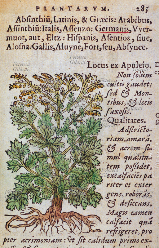 ERBARI Assenzio (Absinthiu). In alto, il nome della pianta nelle lingue più comuni. Pagina da: "Historia plantarum. Earum imagines, nomenclaturae, qualitates et natale solum. Quibus accessere simplicium medicamentoru facultates, secundum locos et genera ex Diosc." di Anton Pinatei e Petri Andreae Matthioli da Dioscoride. Gabrielem Coterium, Lione, 1561.