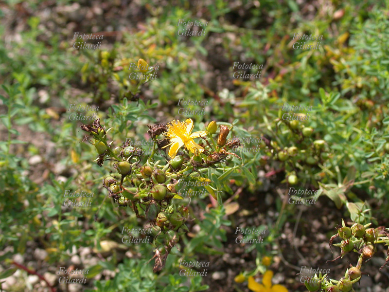 IPERICO Hypericum Perforatum L. o Erba di San Giovanni famiglia delle Guttiferae. Ha proprietà antidepressive, per la depressione non endogena, sedative, nella cura di forme nervose, ansia, malinconia, insonnia, distonie neurovegetative, gastrite, ulcera gastrica. L\