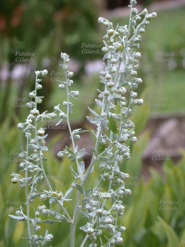 ASSENZIO Artemisia absinthium, assenzio. Famiglia delle Composite. (sommità della pianta) Le foglie e le sommità fiorali hanno proprietà antisettiche, aromatiche, aperitive, emmenagoghe, febbrifughe, stimolanti, toniche, vermifughe. Vengono utilizzate per uso interno in infusi decotti, tintura, scriroppo. L\
