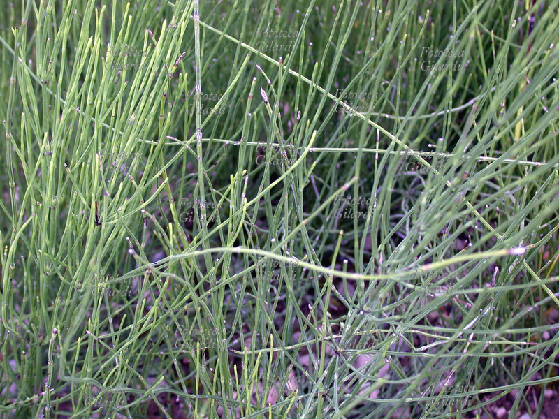 EQUISETO Equisetum Avrense, famiglia delle Equisetaceae. Equiseta dei campi, coda di cavallo, brusca. Ha proprietà Diuretiche, rimineralizzanti, astringenti e cicatrizzanti. Si raccoglie nei mesi più caldi. Cresce fino alle prime pendici montane in luoghi umidi dell\