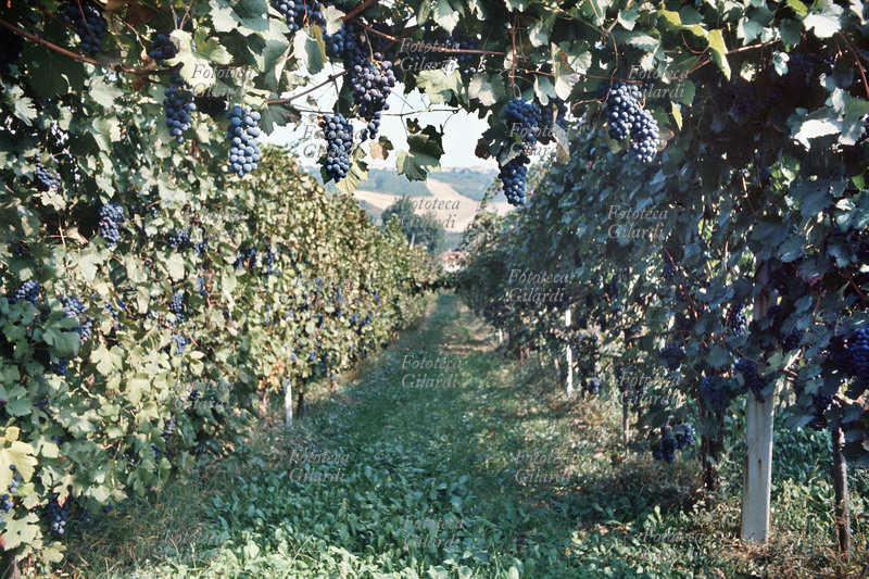VIGNA Veduta della vigna dalla pergola. In primo piano rigogliosi grappoli di uva nera. La fotografia venne realizzata durante una ricerca sulla produzione viti-vinicola nell\