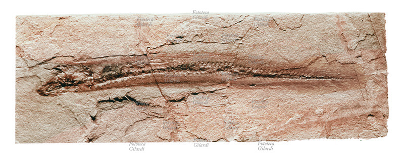 FOSSILE Impronta di pesce fossile, periodo mesozoico.