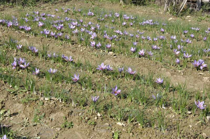 ZAFFERANO File di Crocus sativus in fioritura, pianta della famiglia delle Iridaceae; coltivazione biologica su appezzamento di terreno in Basso Piemonte (Monferrato). La graziosa pianta da bulbo è coltivata in Asia minore e in molti paesi del bacino del Mediterraneo tra i quali l\