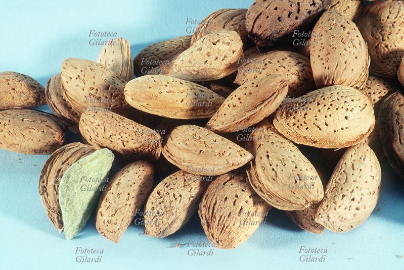 MANDORLE una manciata di mandorle, fotografata su fondo azzurro. Una delle mandorle in primo piano ha il guscio avvolto nella drupa. Fotografia 1995.