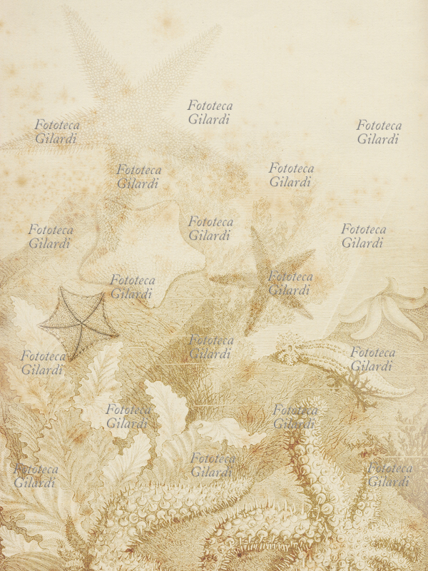 CARTA sfondo decorato a tema fondale marino - decorazione vintage. Computer Art Elena Piccini, 2010