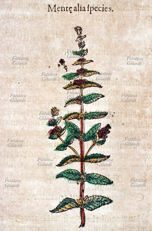 ERBARI Menta (Menta Alia species). Pianta intera, recisa, con fiori. Dettaglio dei fiori e dei semi. Da \