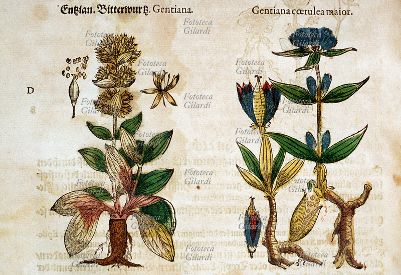 ERBARI Genziana (Gentiana e Gentiana coerulea maior). Piante intere, con boccioli, fiori e semi, comprese le radici. Da \