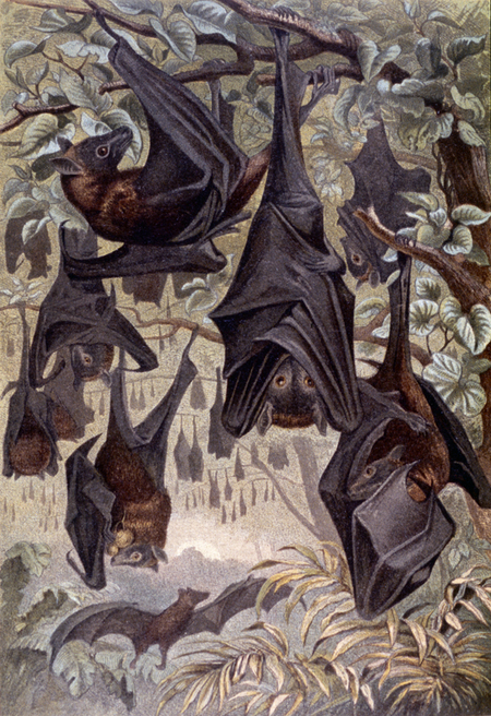 PIPISTRELLO PIPISTRELLO