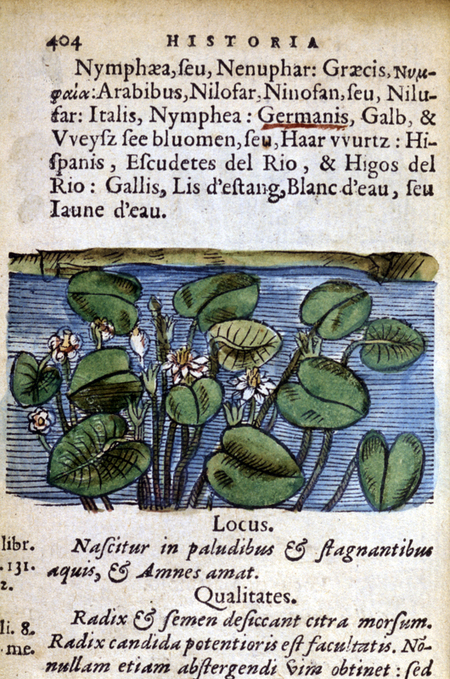 WATER LILY