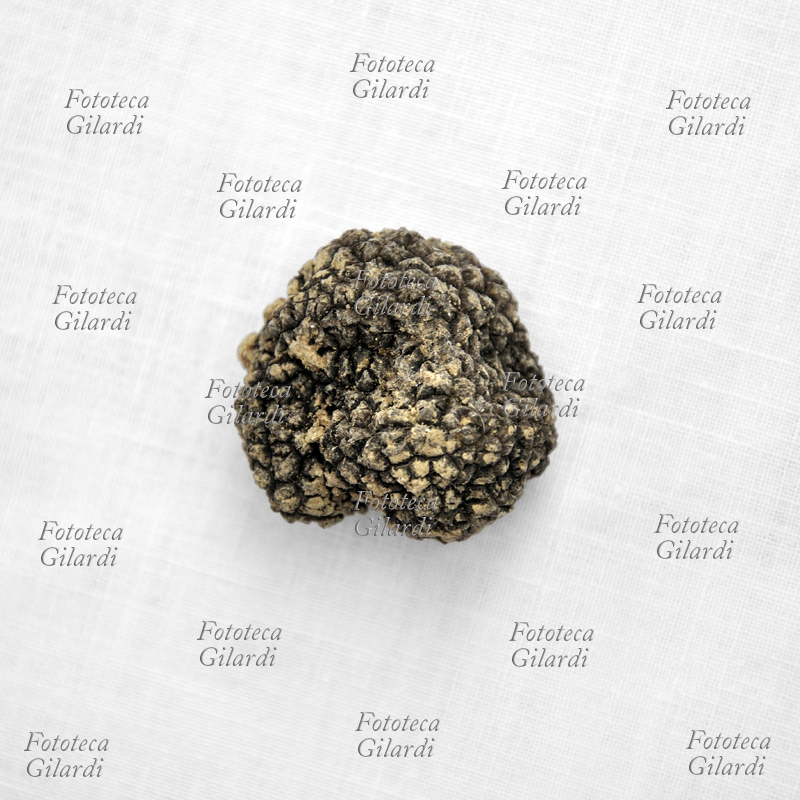 TARTUFO NERO su sfondo di tela bianca - raccolto in Piemonte, zona Langhe - Monferrato - fungo ascomicete commestibile a forma di tubero, molto ricercato in gastronomia per il suo particolare aroma. Fotografia Patrizia Piccini 2010