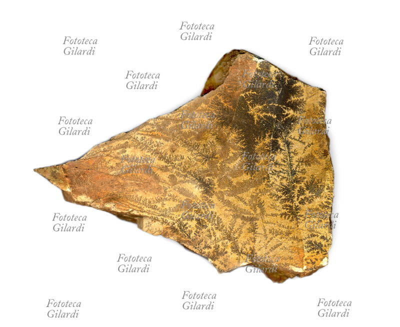 FOSSILI Piccola pietra a componente ferrosa, riportante formazioni arborizzate, interpretate come licheni fossili; reperto pietrificato rinvenuto in zona prealpina della regione Lombardia, Italia s.d.