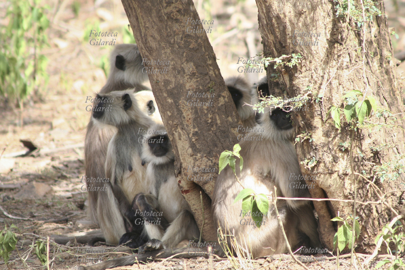 LANGUR Riserva faunistica di Sariska : un gruppo di Langur, scimmia indiana. Fotografia di Raffaella Milandri. India, maggio 2007