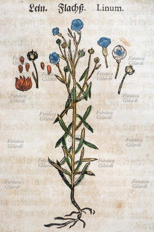 ERBARI Lino (Linum). Pianta intera sradicata, fiorita; dettaglio dei fiori in diversi stati di maturazione e semi. Da \