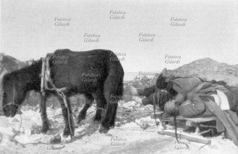 CINA un mulo si riposa durante la sosta di un viaggio per il trasporto di cadaveri: sono vittime dell\