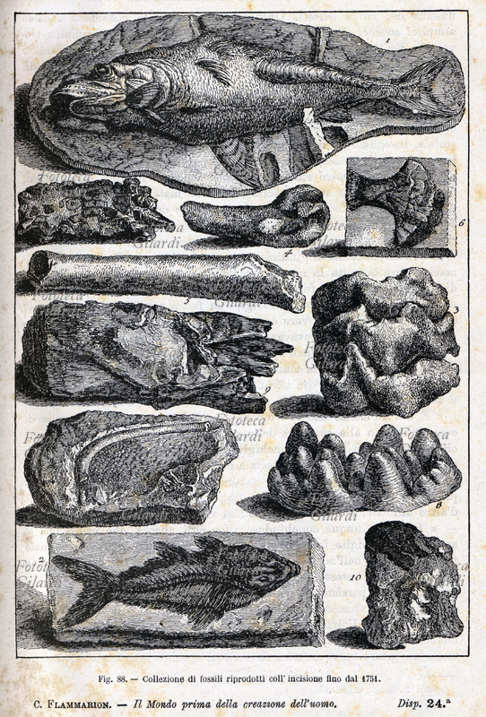 PREISTORIA Collezione di fossili riprodotti coll\