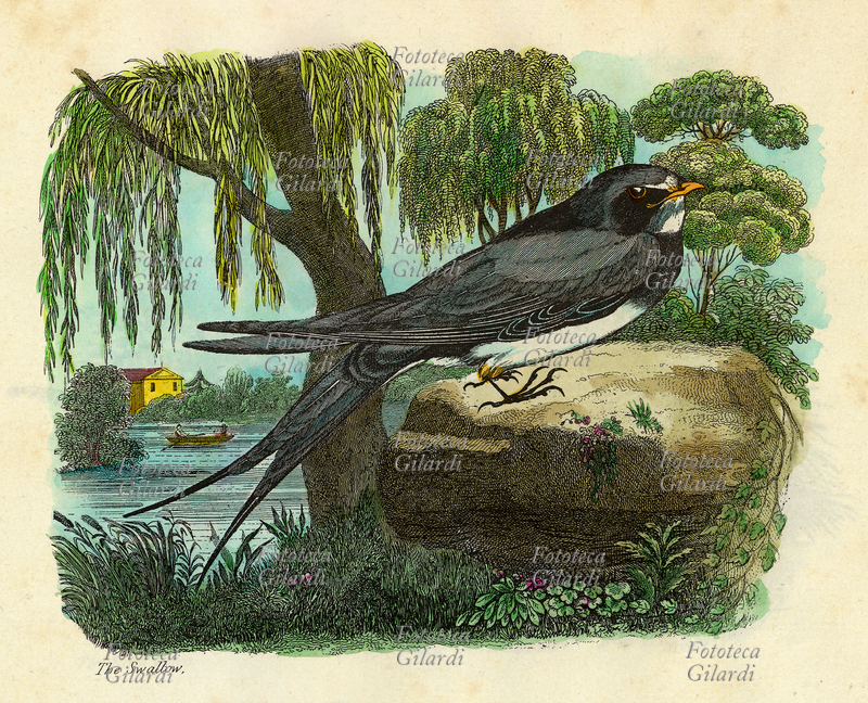 RONDINE Stampa calcografica acquarellata, tavola da trattato naturalistico inglese della seconda metà del XIX secolo.