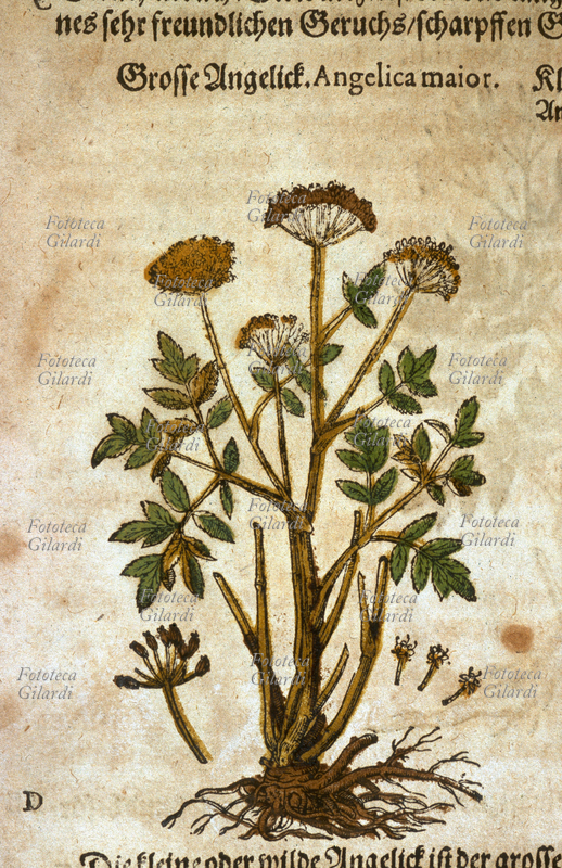 ERBARI Angelica maggiore, pianta intera, comprese le radici, con dettaglio di fiori e semi. Da \