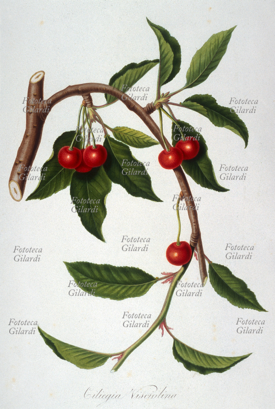 ERBARI Ciliegia Visciolina o Amarena. Tav. 13, Vol. I, illustrazione cromolitografica da: "Pomona italiana ossia trattato degli alberi fruttiferi", la prima e più importante opera iconografica della pomologia italiana, curata da Giorgio Gallesio (1772-1839). Edita in fascicoli a partire dal 1817 fino alla morte del curatore, era finanziata da un originale sistema associativo: i committenti, accuratamente selezionati, si impegnavano ad acquistare ciascun fascicolo, i cui proventi finanziavano la produzione del fascicolo successivo; solo così Gallesio potè sostenere i costi dell\
