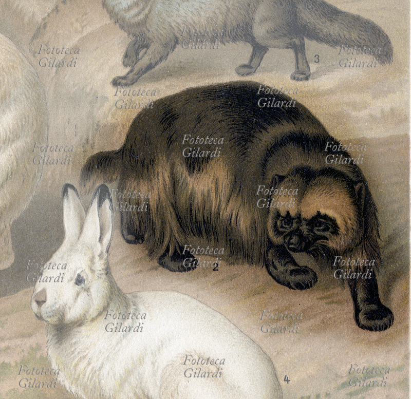 ZOOLOGIA Gulo gulo, chiamato comunemente volverina o ghiottone, è un carnivoro del genere Gulo, appartenente alla famiglia dei Mustelidi, diffuso nelle zone artiche di Europa, Asia ed America. (dettaglio da tavola completa 37959) Litografia XIX secolo