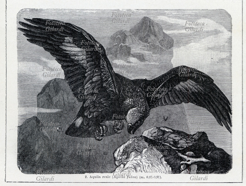 AQUILA raffigurazione dell\