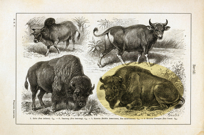 TAVOLA CON DIVERSE SPECIE DI BISONTI TAVOLA CON DIVERSE SPECIE DI BISONTI
