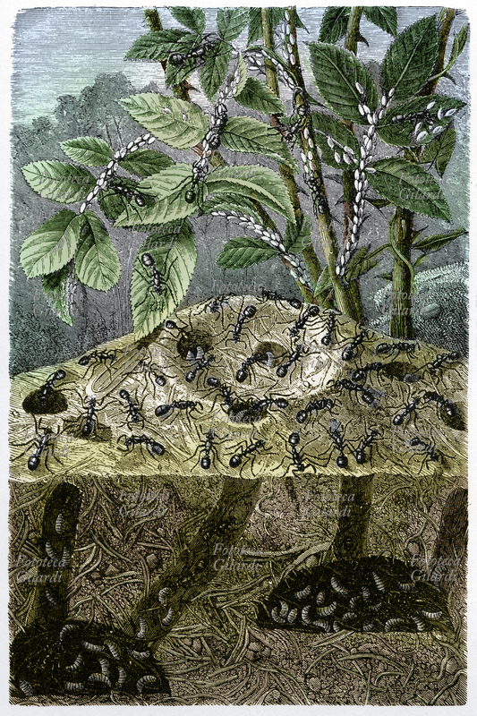 ZOOLOGIA Spaccato di un formicaio. Veduta in superficie e sottoterra: le formiche vanno a fare provvista all\