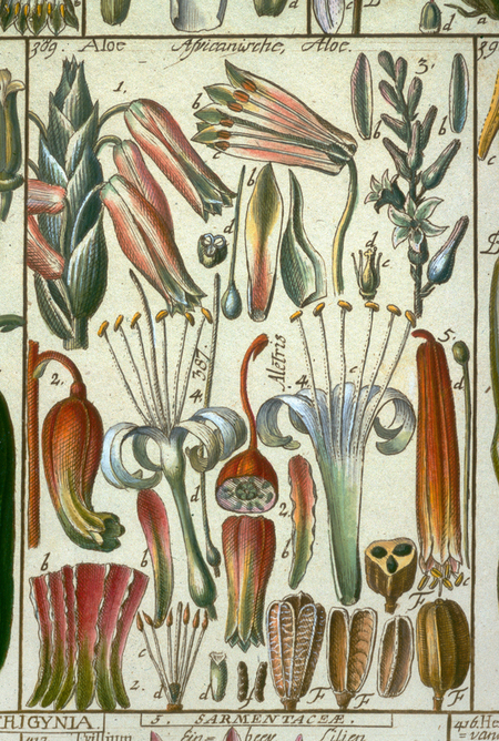 FIORE DELL ALOE FIORE DELL ALOE