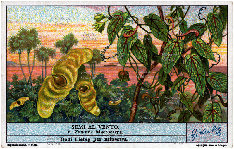 BOTANY Zanonia Macrocarpa. In the foreground the vine with clusters of small greenish flowers, a bell fruit and some large samaras taken by the wind; in the background its natural environment, a maritime landscape of the Malay archipelago. Liebig cubes for soup. Chromolithography, Liebig figurine from the "Seeds in the wind" series, n. 6. Italy, 1936.