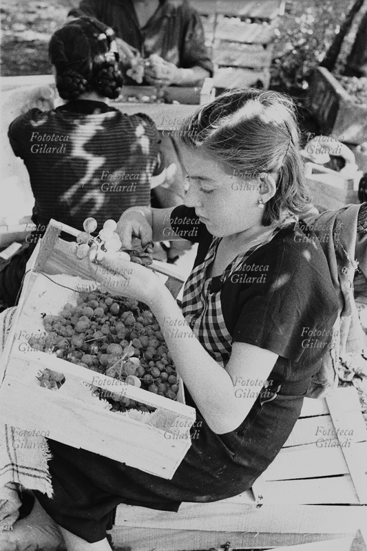 VENDEMMIA lavoro nella vigna, ragazza sistema l\
